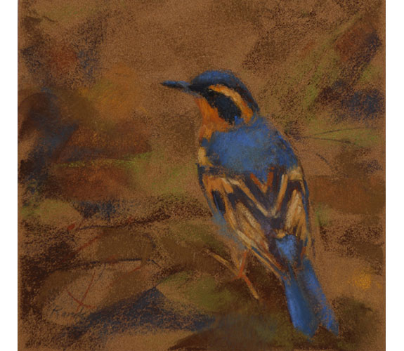 Randena Walsh "Varied Thrush"